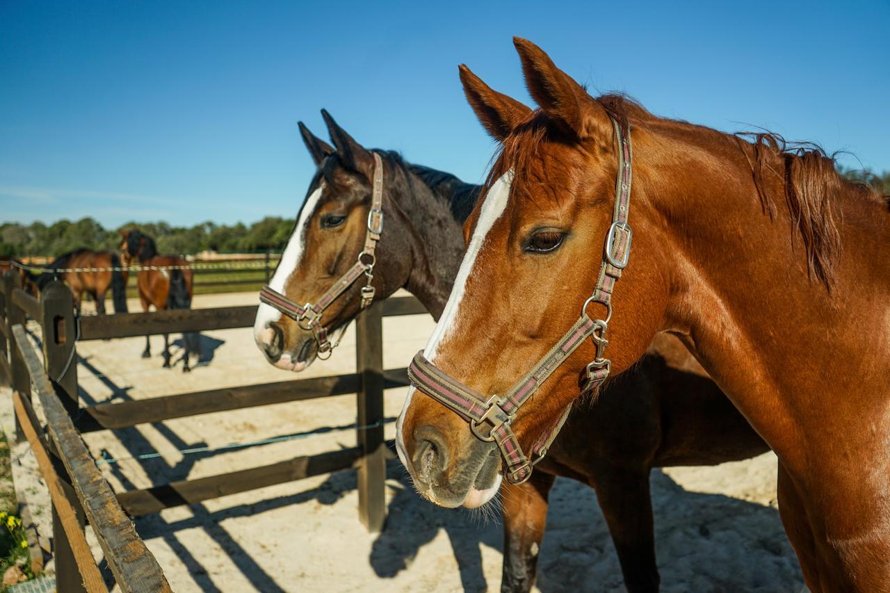 Vmg Horse Ranch (adults Only) Vakantieboerderij *